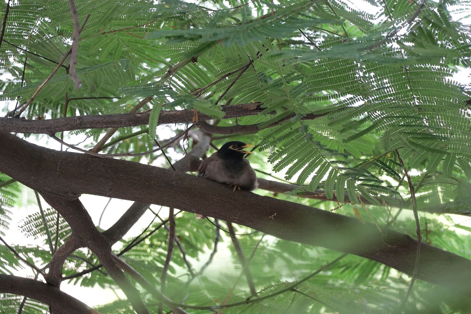Canon EOS 80D sample photo. Sparrow pregnant, sparrow, tree photography