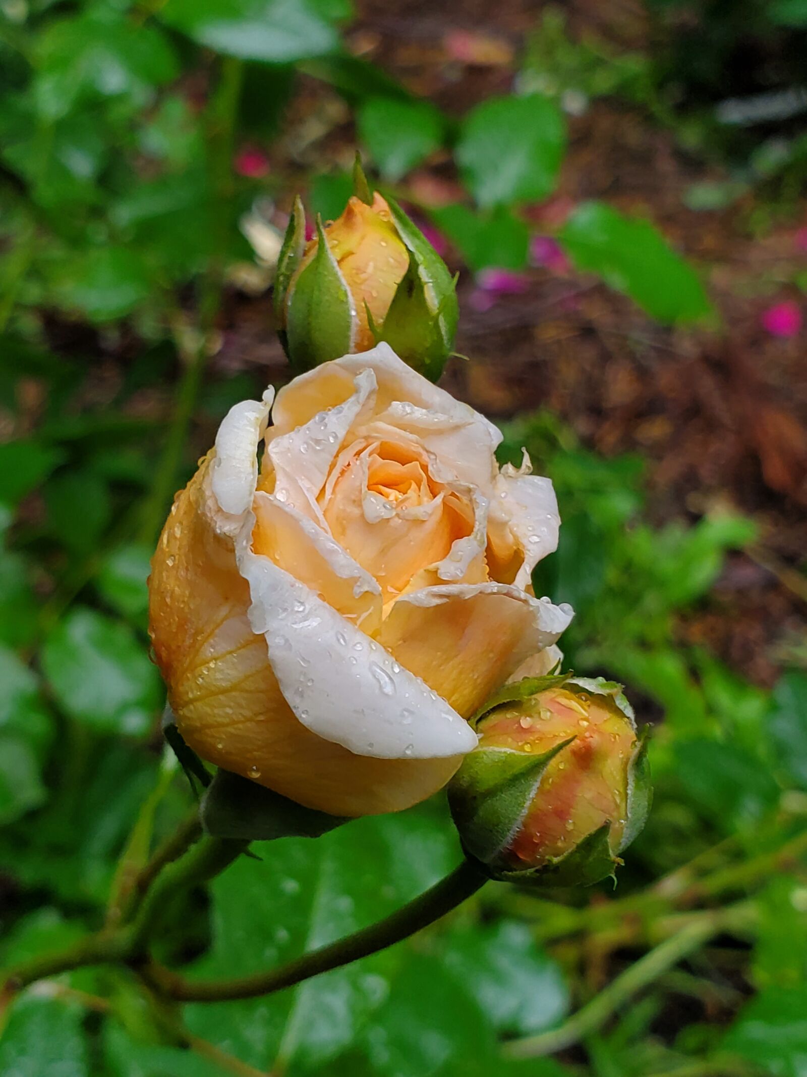 Samsung Galaxy S10 sample photo. Rose, yellow rose, water photography