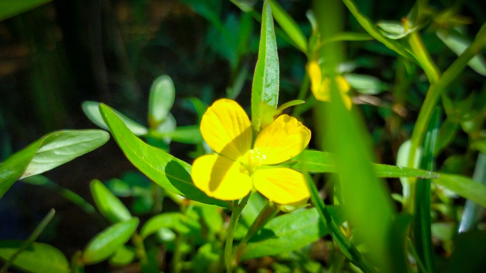 Xiaomi Redmi Note 8 sample photo. Flower, little, small photography