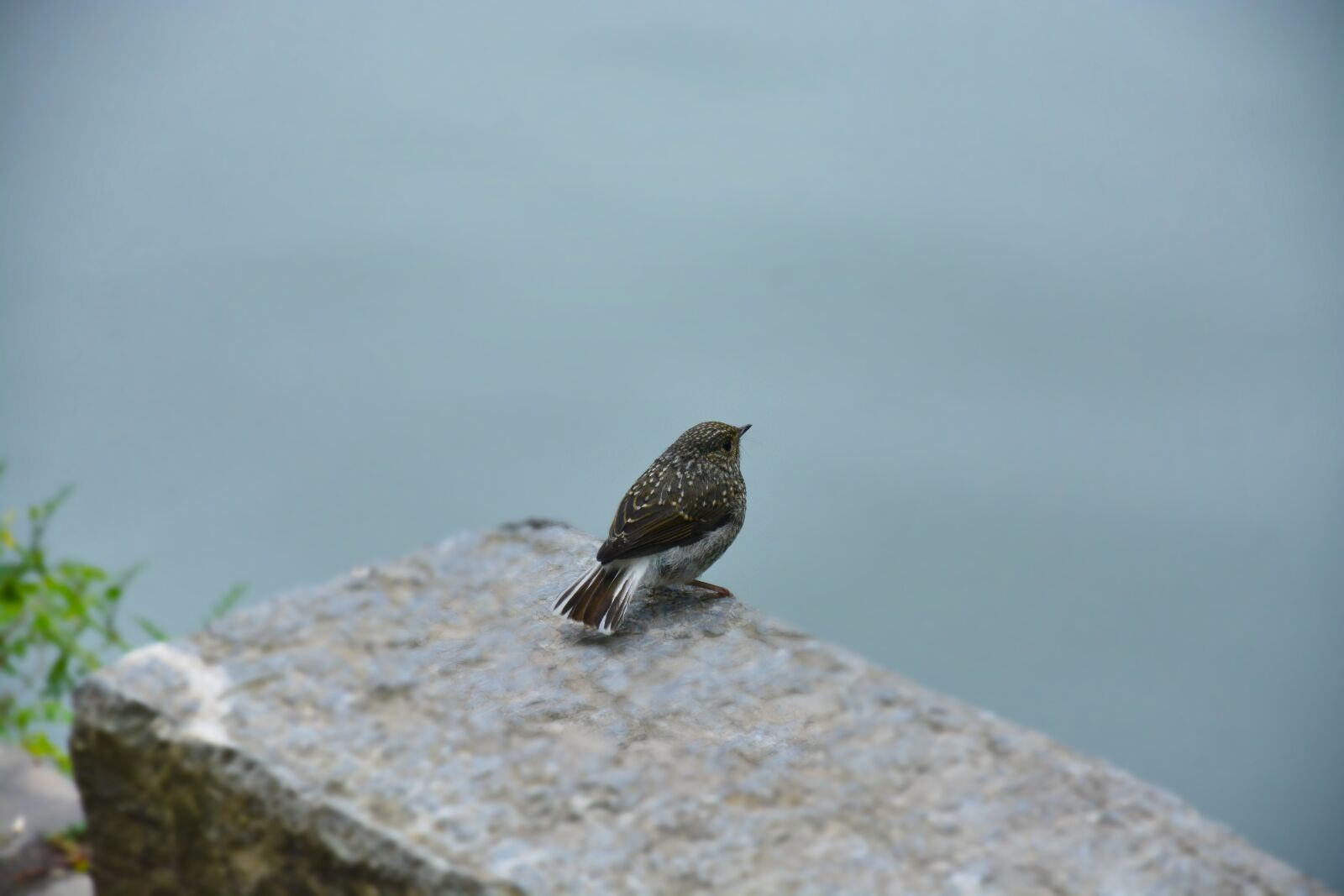 Nikon D5200 sample photo. Animals, birds, wildlife photography