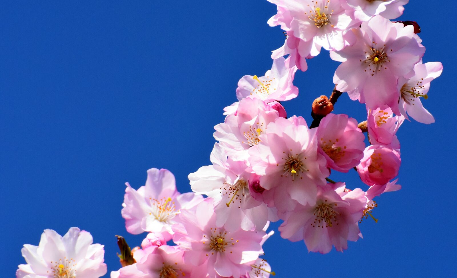 Nikon D7200 sample photo. Cherry blossom, ornamental cherry photography