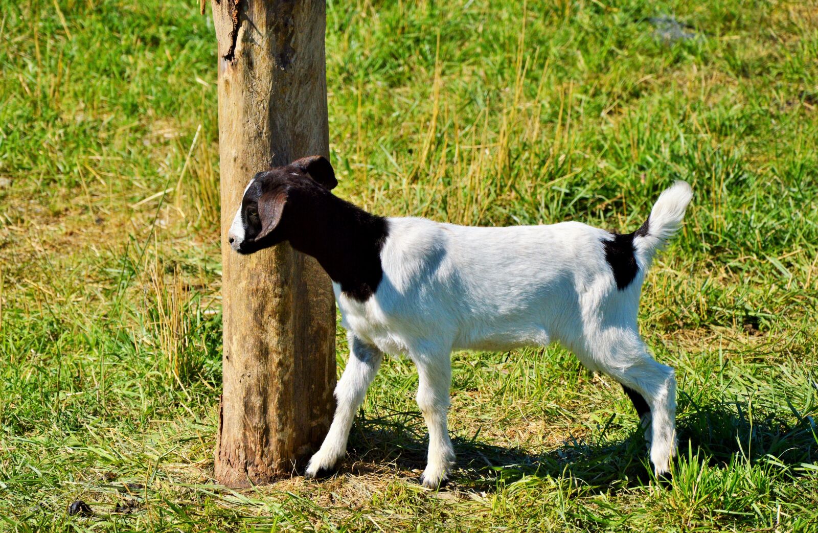 Nikon D3200 sample photo. Goat, kids, livestock photography