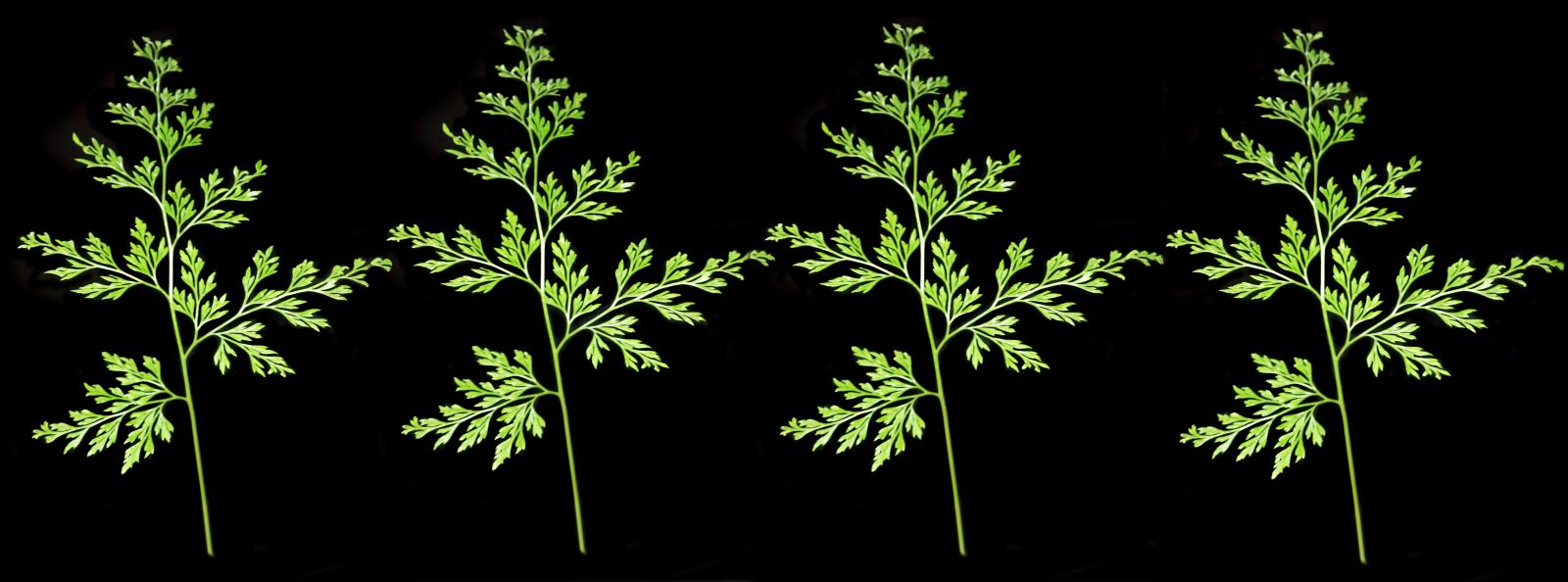 Olympus TG-5 sample photo. Ferns, plants, leaves photography