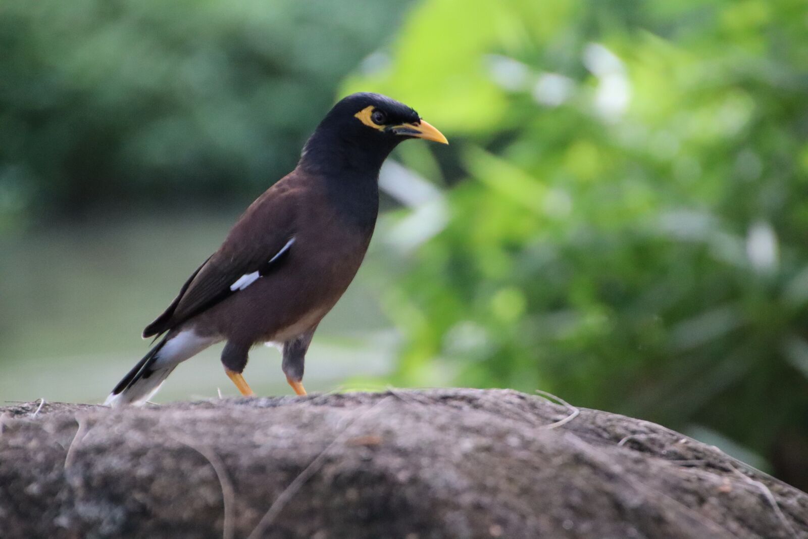 Canon EOS M50 (EOS Kiss M) sample photo. Hirtenmaina, shepherds star, bird photography