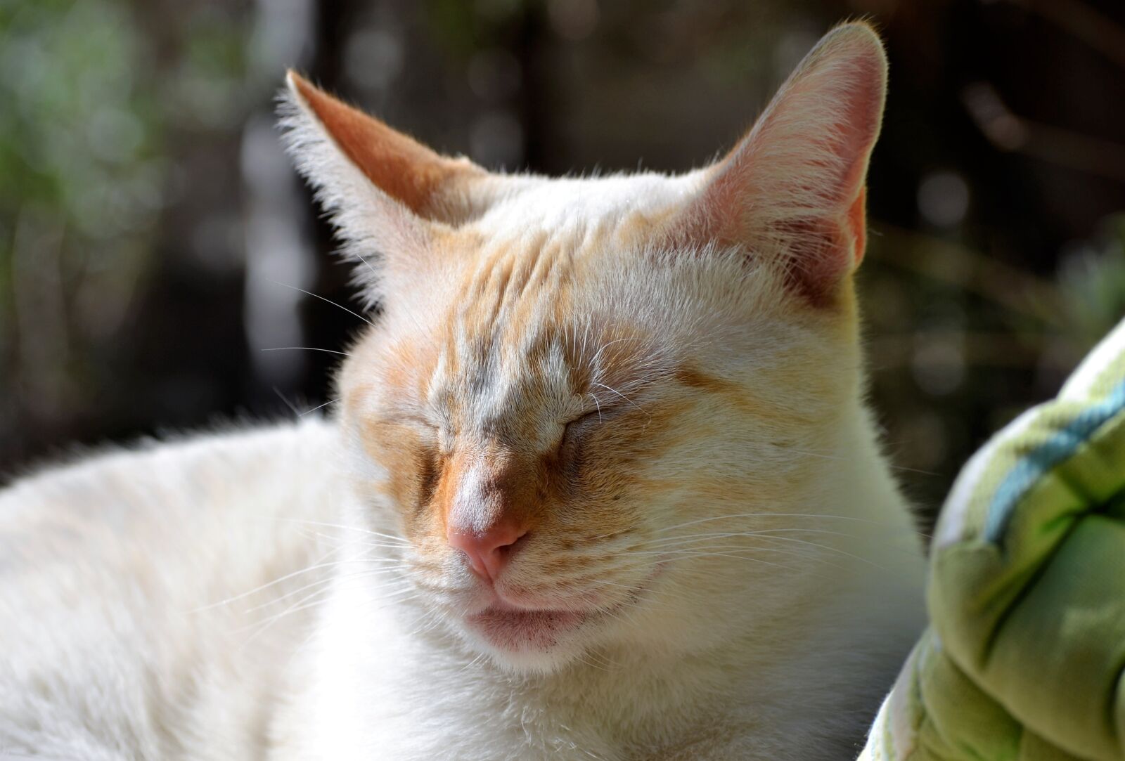 Nikon D3100 sample photo. Kitten, siesta, feline photography