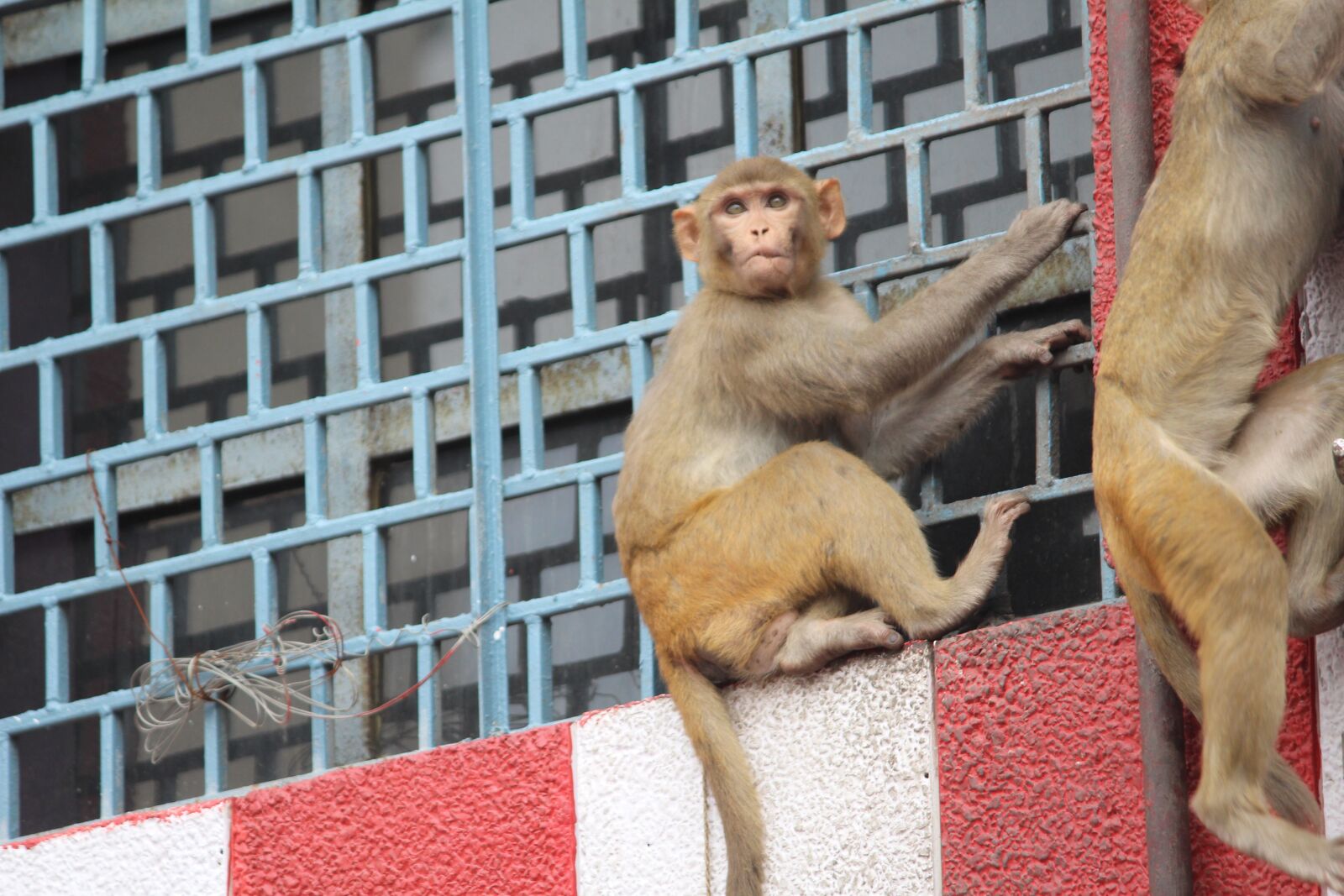 Canon EOS 1200D (EOS Rebel T5 / EOS Kiss X70 / EOS Hi) sample photo. Monkey, chimpanzee, animal photography