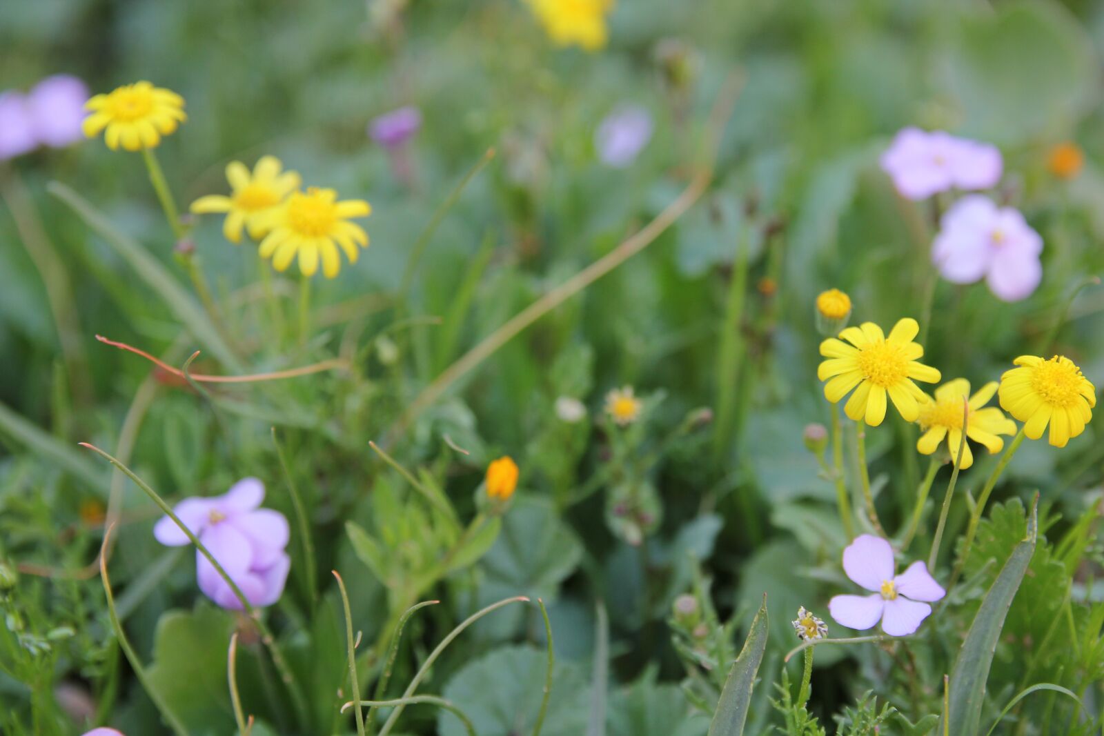 Canon EOS 550D (EOS Rebel T2i / EOS Kiss X4) sample photo. Flowers, nature, spring photography