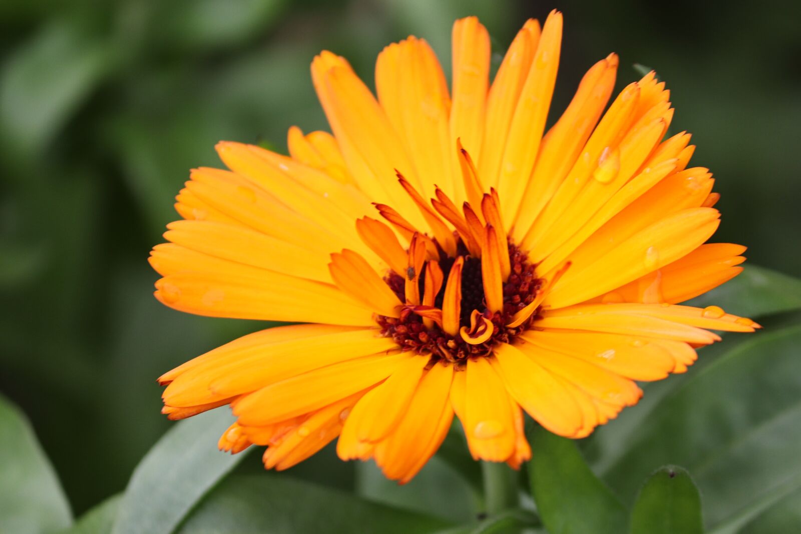 Canon EOS 200D (EOS Rebel SL2 / EOS Kiss X9) sample photo. Marigold, calendula suffruticosa, marigold photography