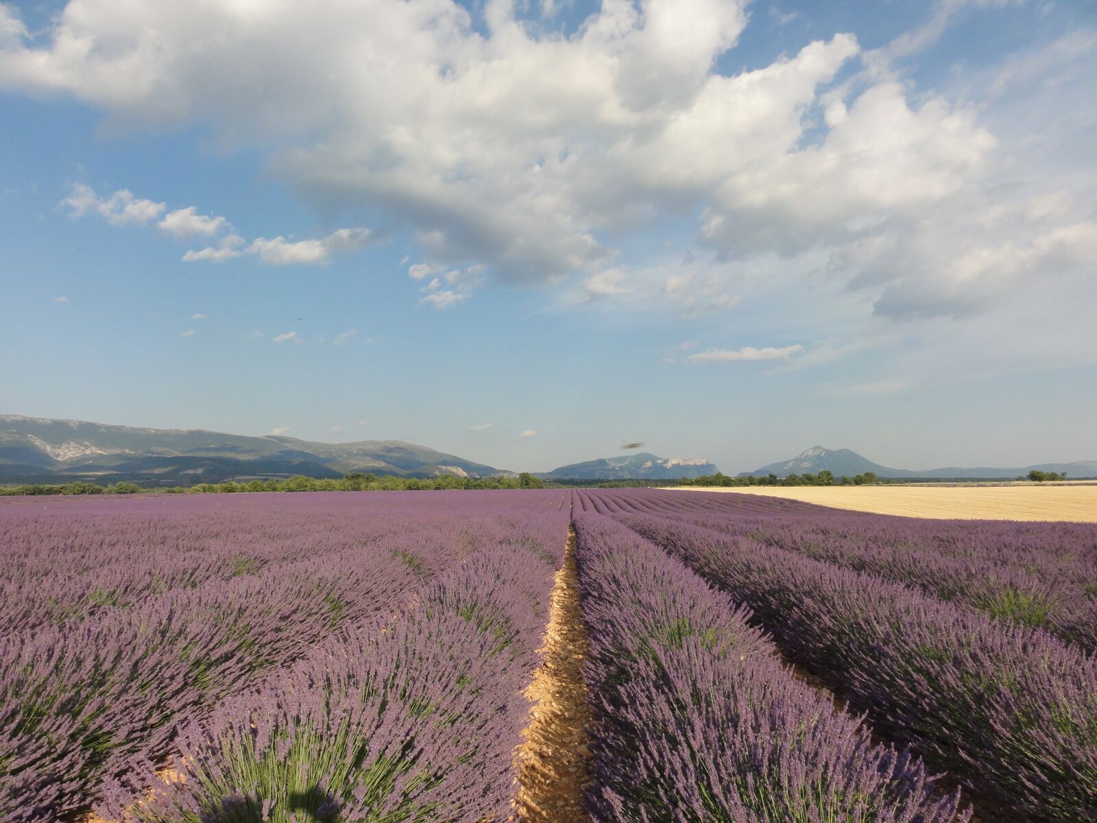Sony DSC-HX5V sample photo. Provence, lavender, summer photography