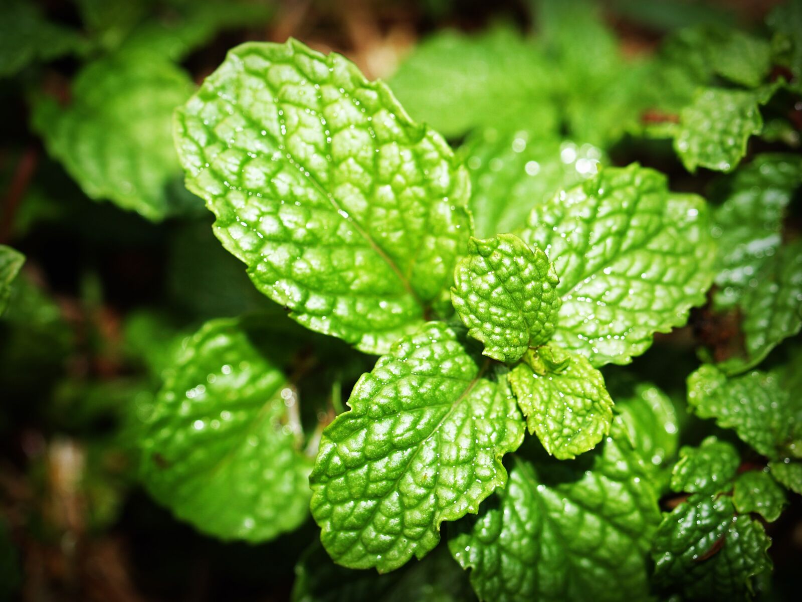 Olympus E-300 (EVOLT E-300) sample photo. Mint, leaf, menthol photography