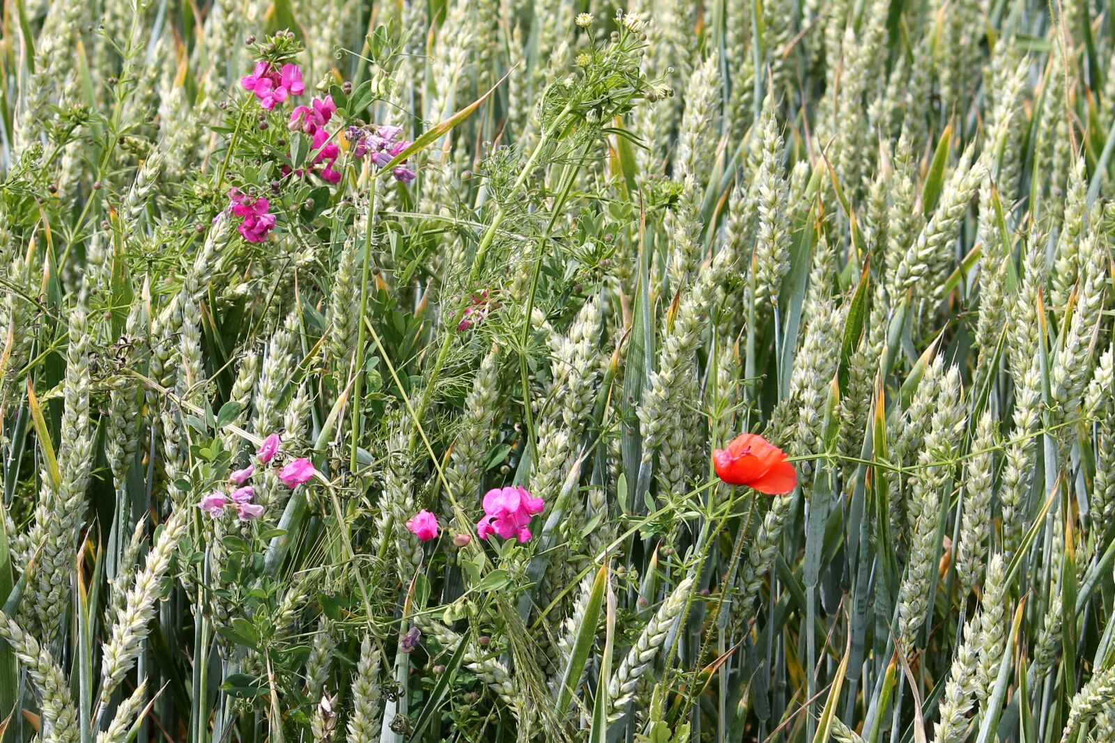 Canon EF-S 55-250mm F4-5.6 IS II sample photo. Cereals, wheat field, vetches photography