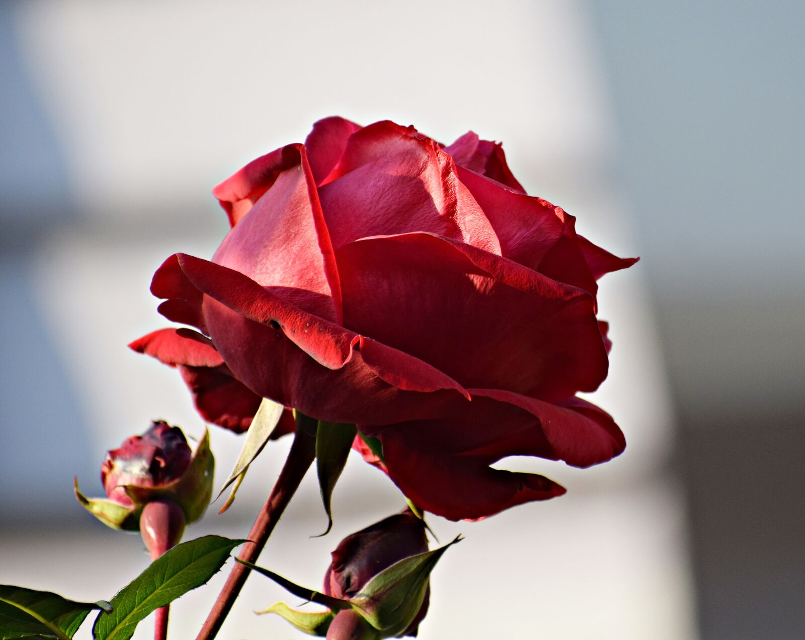 Nikon D3300 sample photo. Rose, red, flower photography