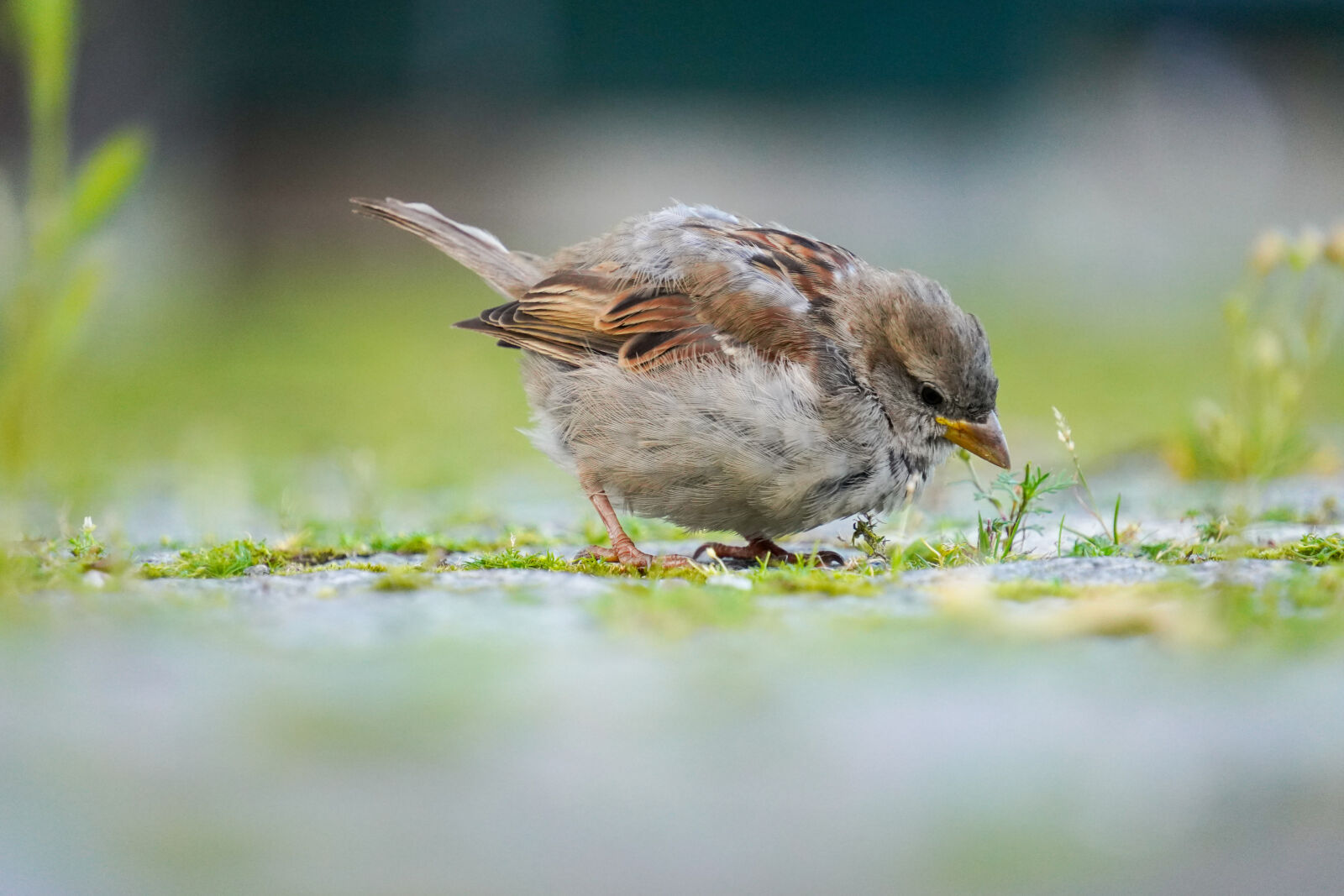 Sony a7R IV + Tamron 18-300mm F3.5-6.3 Di III-A VC VXD sample photo. Morning sparrow photography
