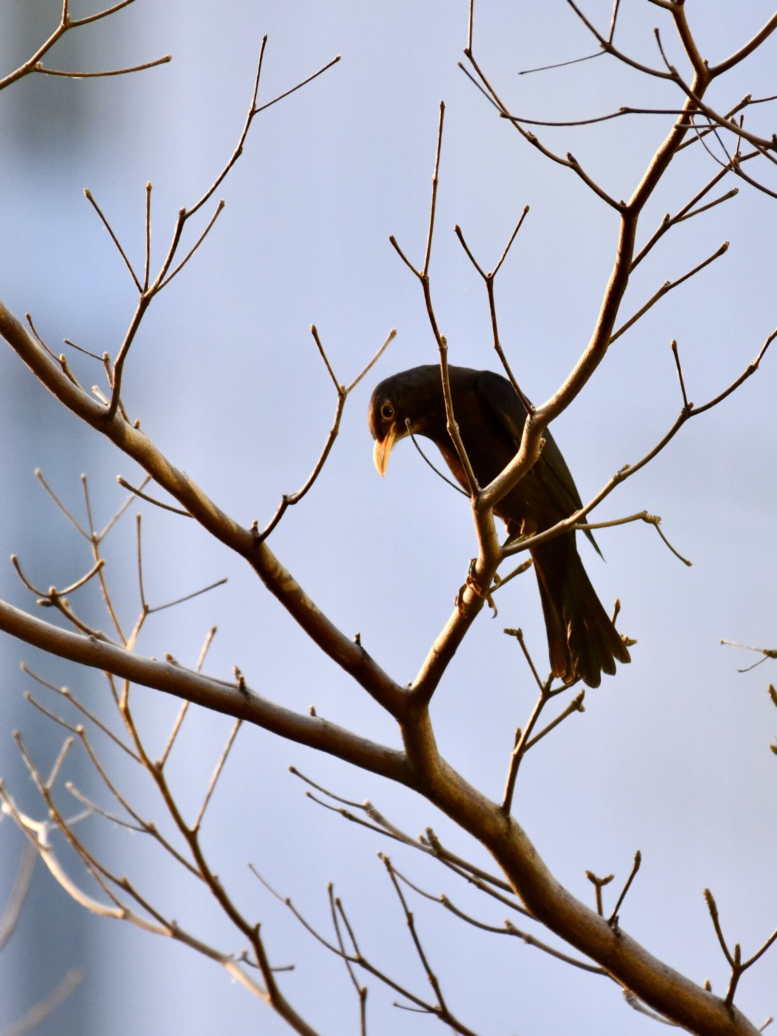 Nikon D850 sample photo. Bird, blackbird, black photography