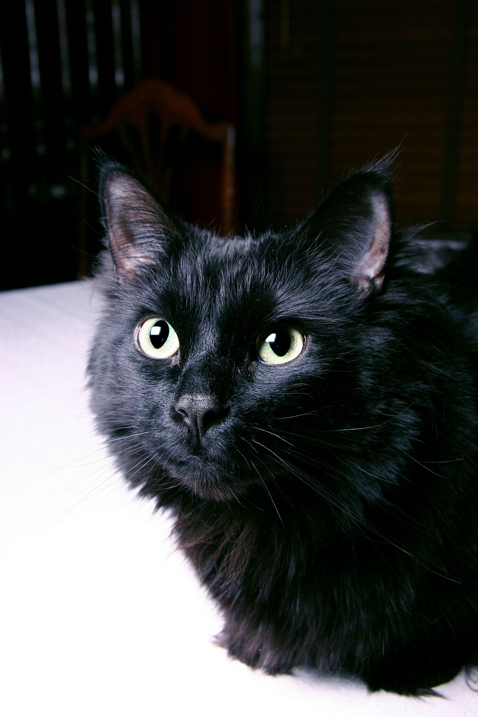 Canon EOS 20D sample photo. Black, cat, portrait photography