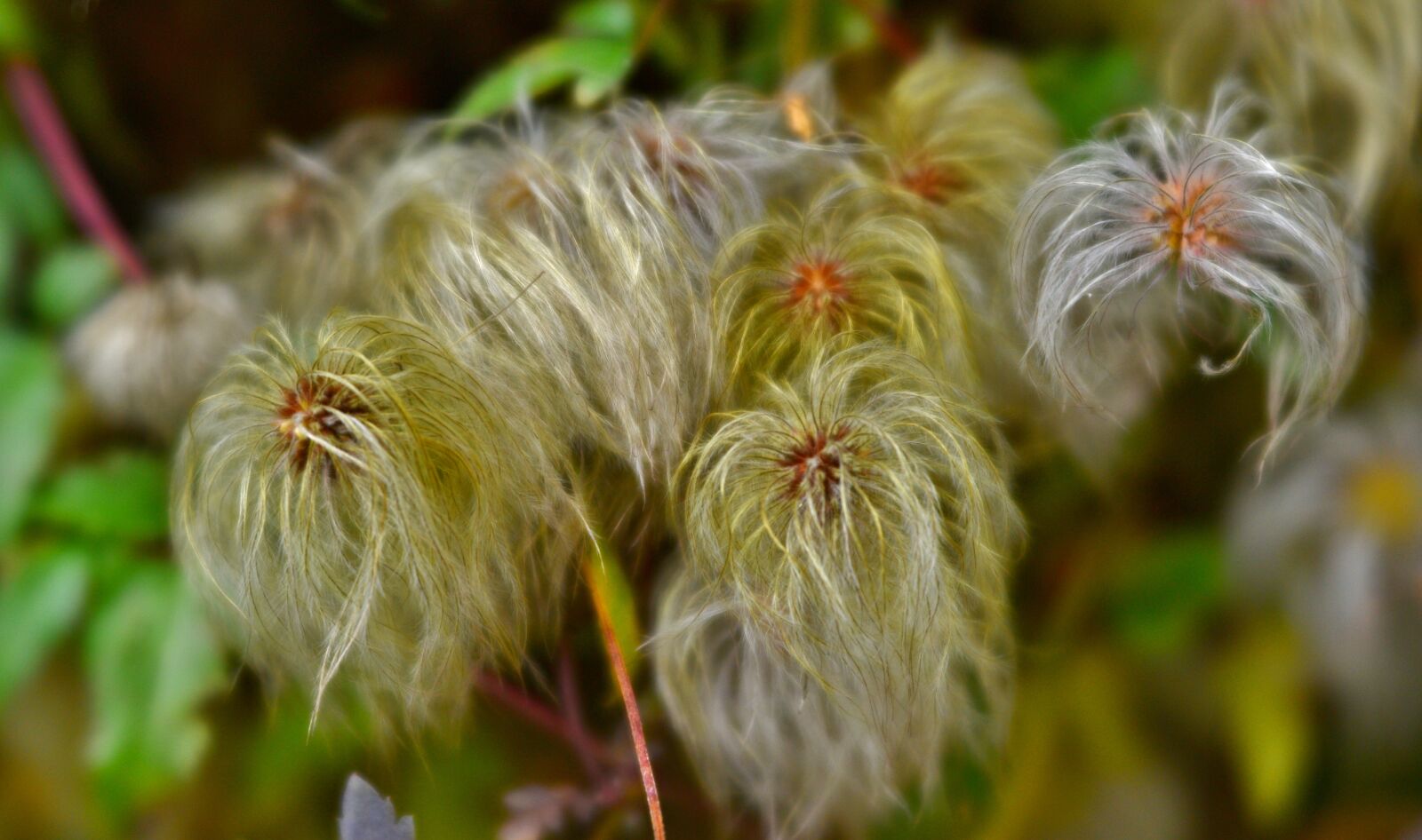 Nikon D600 sample photo. Clematis, lint, flowers photography