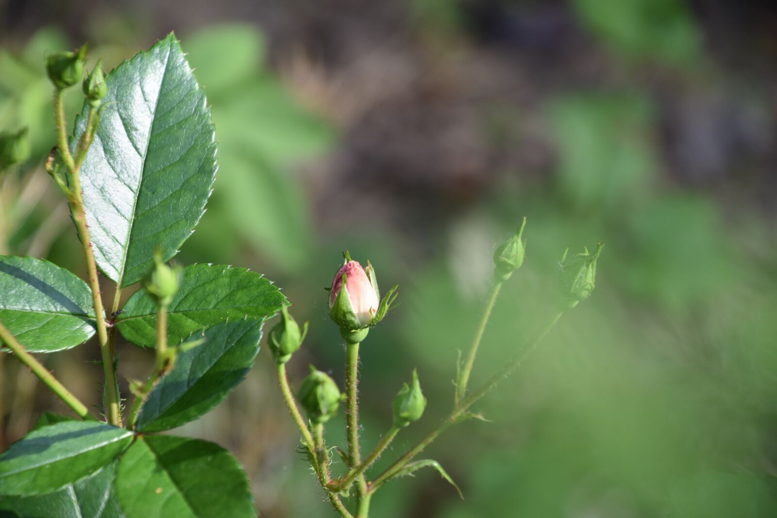 Nikon D5600 sample photo. Pink, rosebush, bud photography