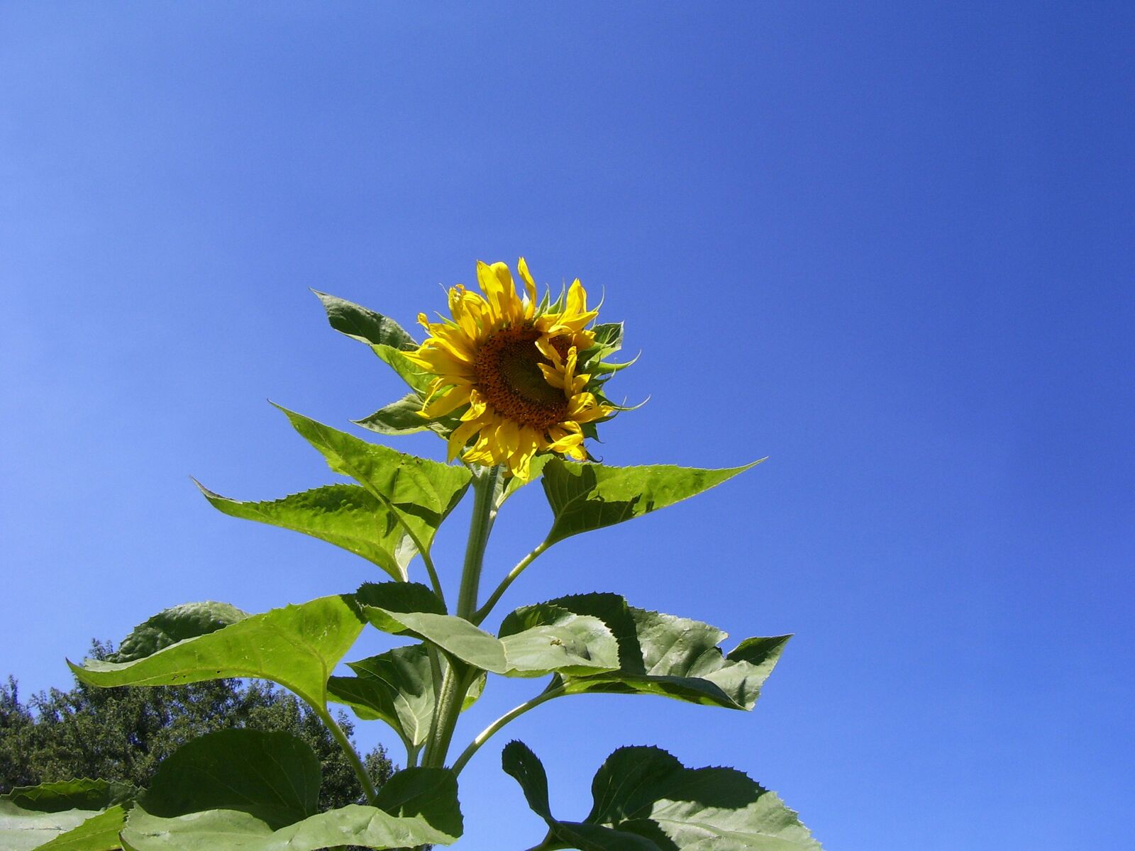 Kodak C340 ZOOM DIGITAL CAMERA sample photo. Sunflower, yellow, spotted photography
