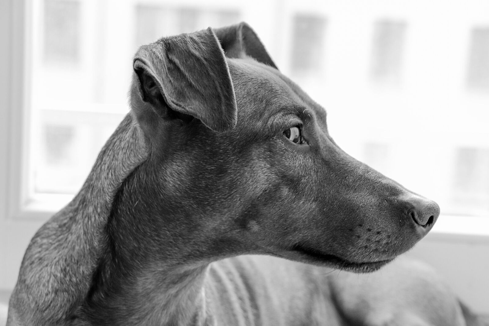 Canon EOS 77D (EOS 9000D / EOS 770D) sample photo. Dog, breed, portrait photography