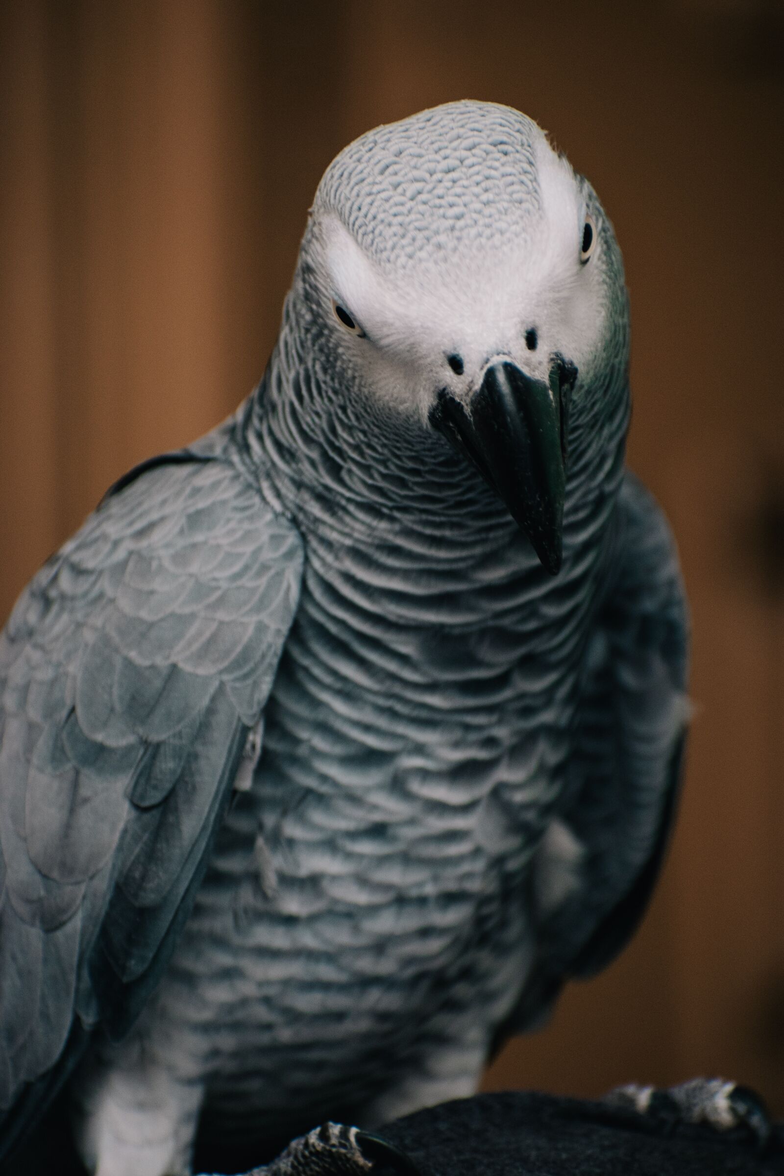 Nikon D3500 sample photo. Gray parrot, parrot, bird photography
