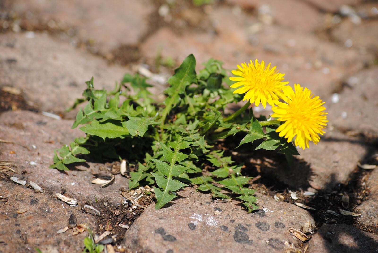 Nikon D3000 sample photo. Dandelion, paving stones, flower photography