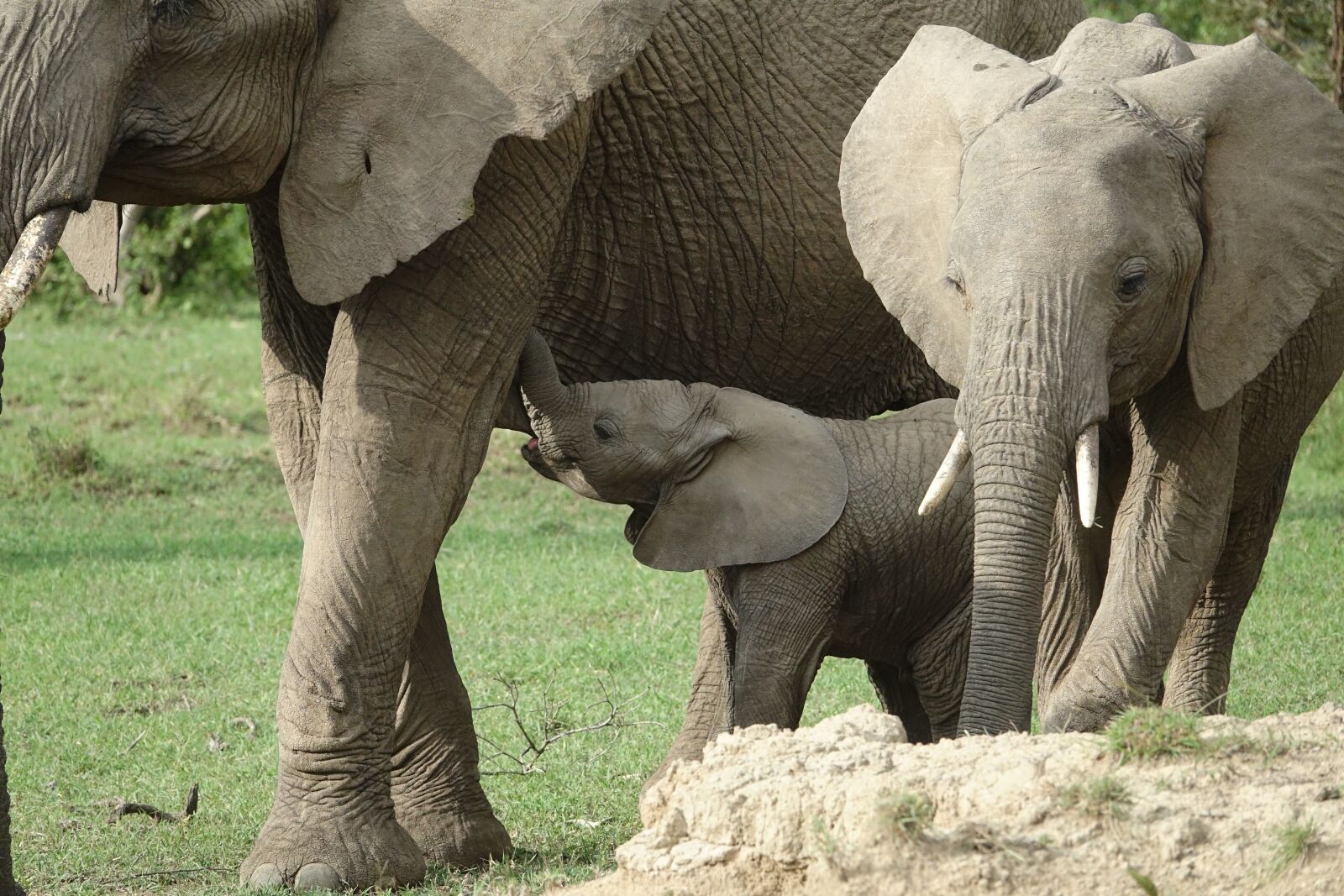 Sony Cyber-shot DSC-RX10 III sample photo. Elephant, wildlife, trunk photography