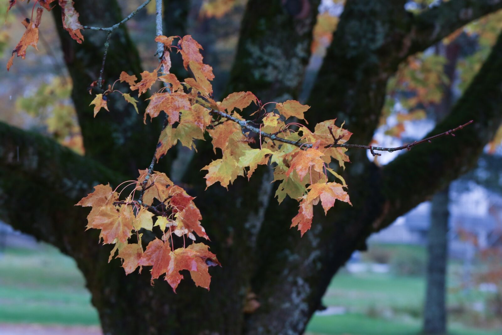 Canon EOS 7D Mark II sample photo. Leaf, autumn, autumn leaves photography