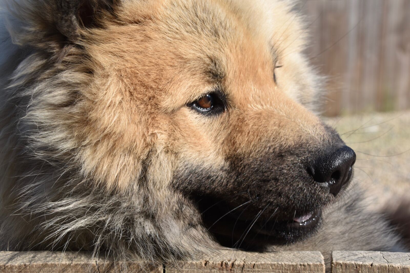 Nikon D5600 sample photo. Dog, eurasier, dog olafblue photography