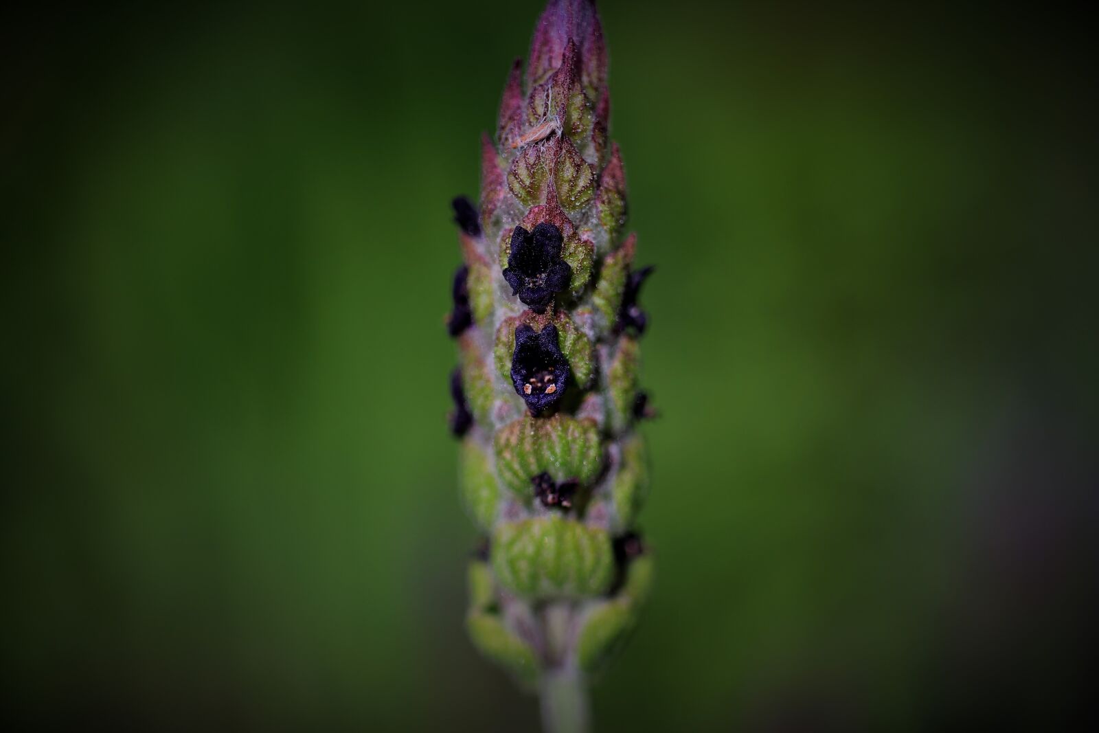 Canon EF-S 35mm F2.8 Macro IS STM sample photo. Lavender, purple, lilac photography
