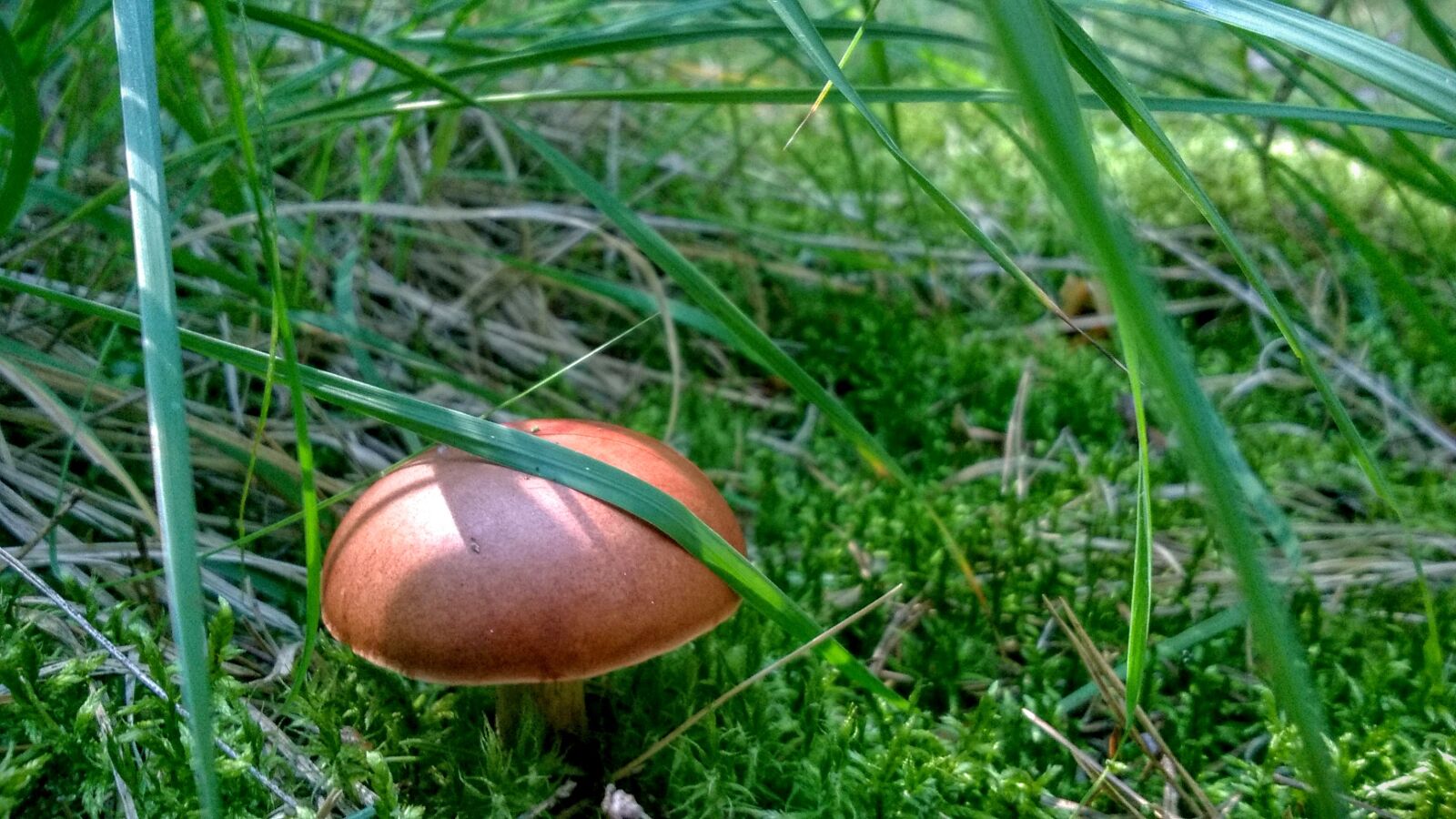 Nokia Lumia 735 sample photo. Brown, mushrooms, grass, moss photography