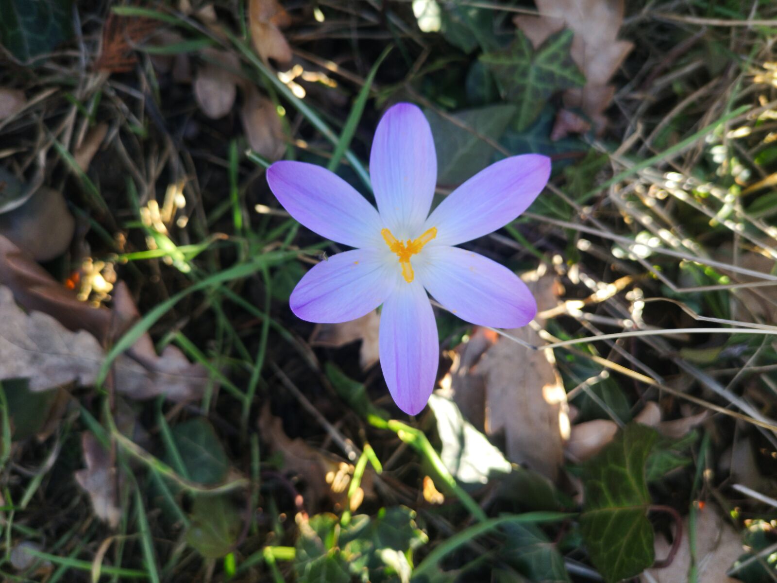 HUAWEI CLT-L29 sample photo. Flowers, plant, meadow photography