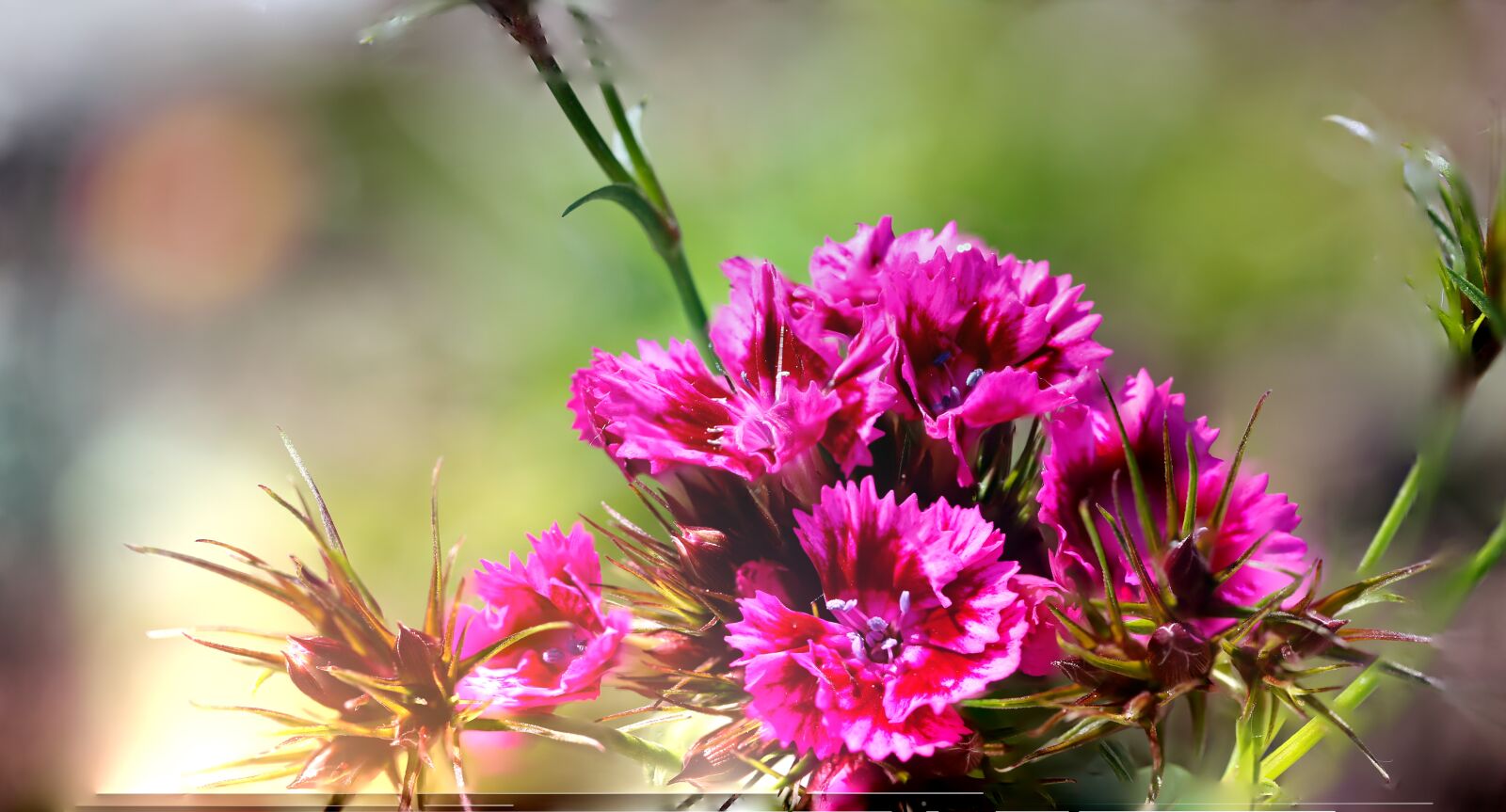 Canon EF 100mm F2.8L Macro IS USM sample photo. Flower, blossom, bloom photography