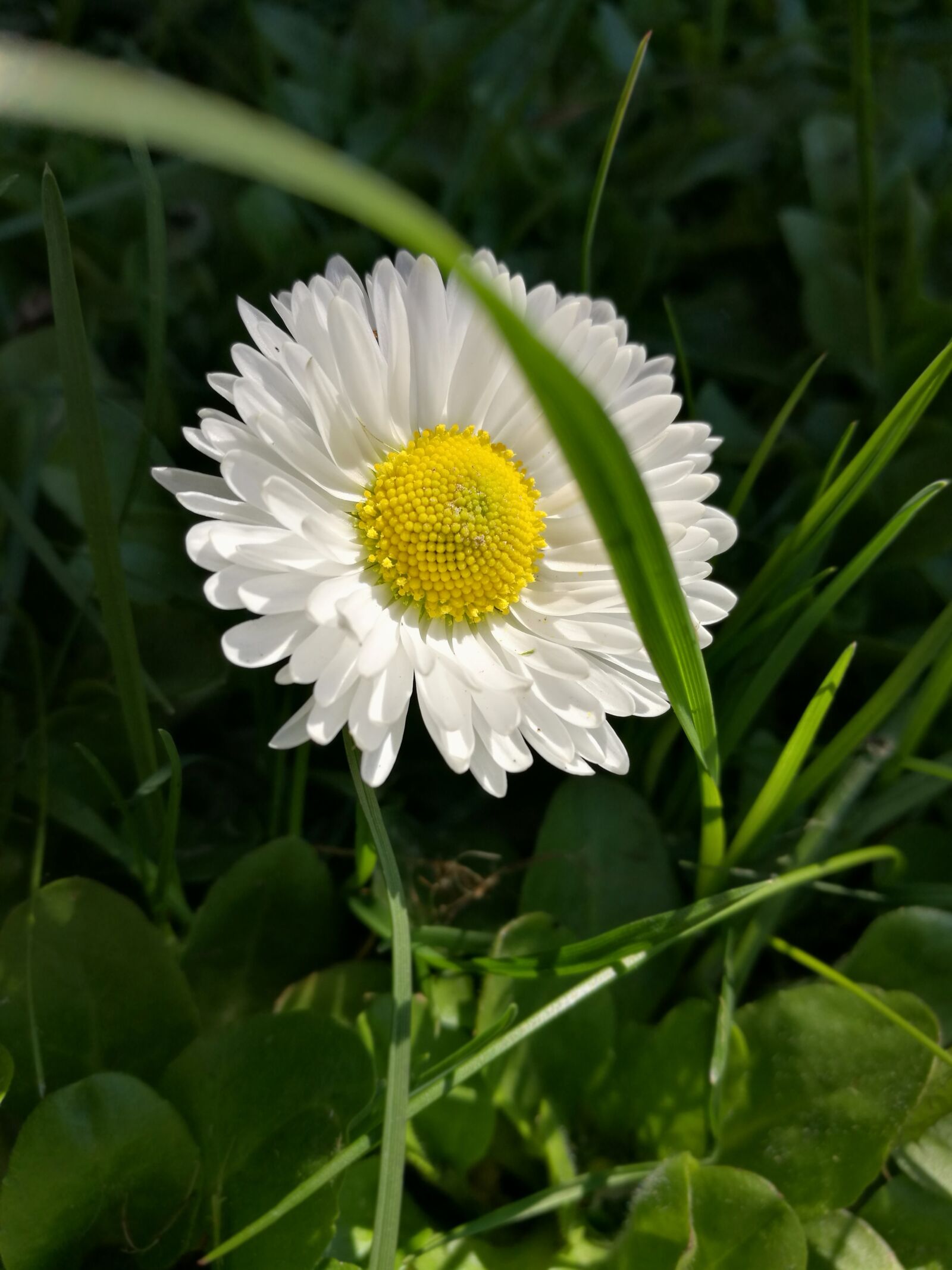 HUAWEI P9 sample photo. Daisy, white flowers, petals photography
