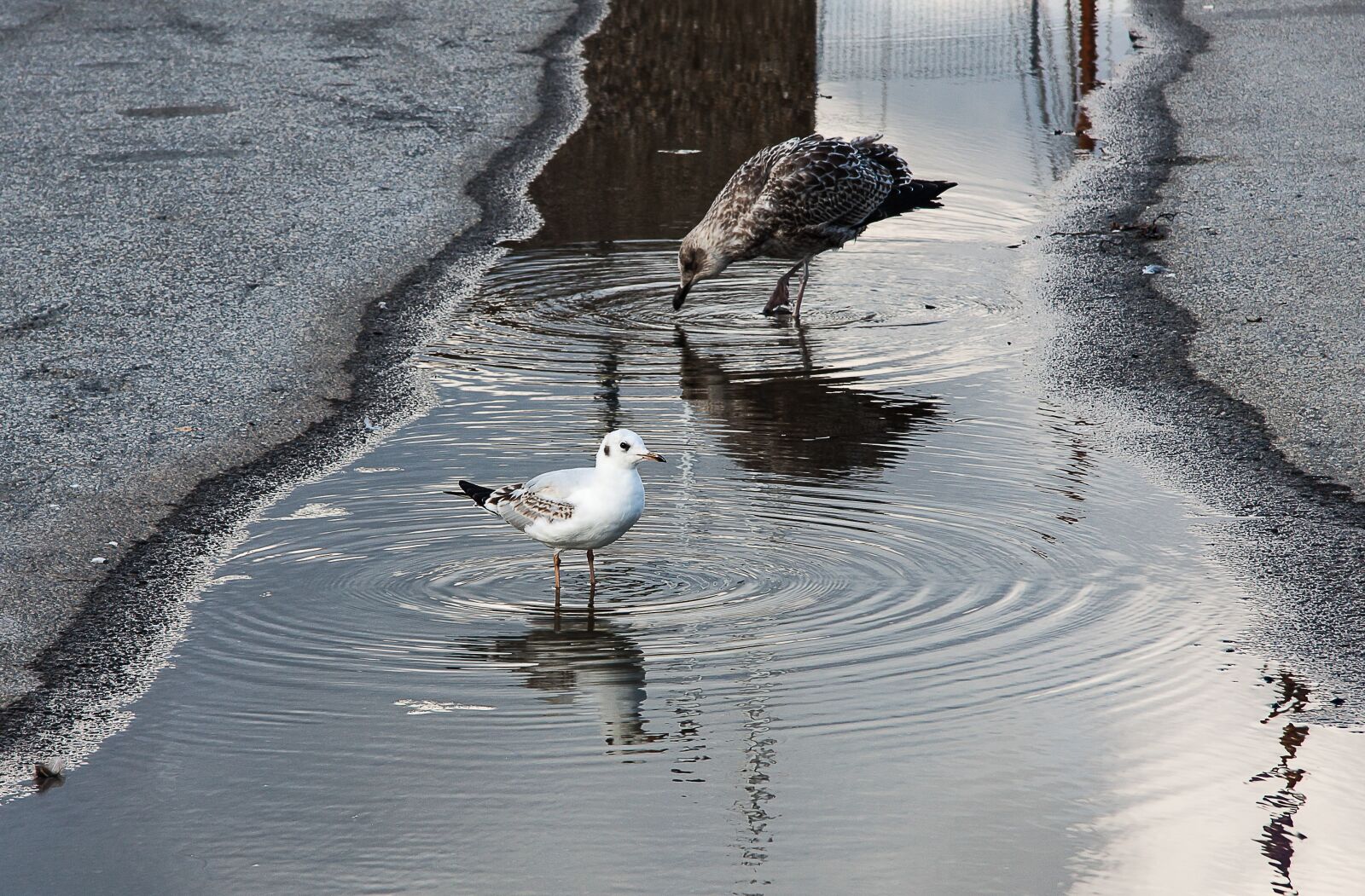 Canon EF-S 17-85mm F4-5.6 IS USM sample photo. Puddle, gulls, water photography