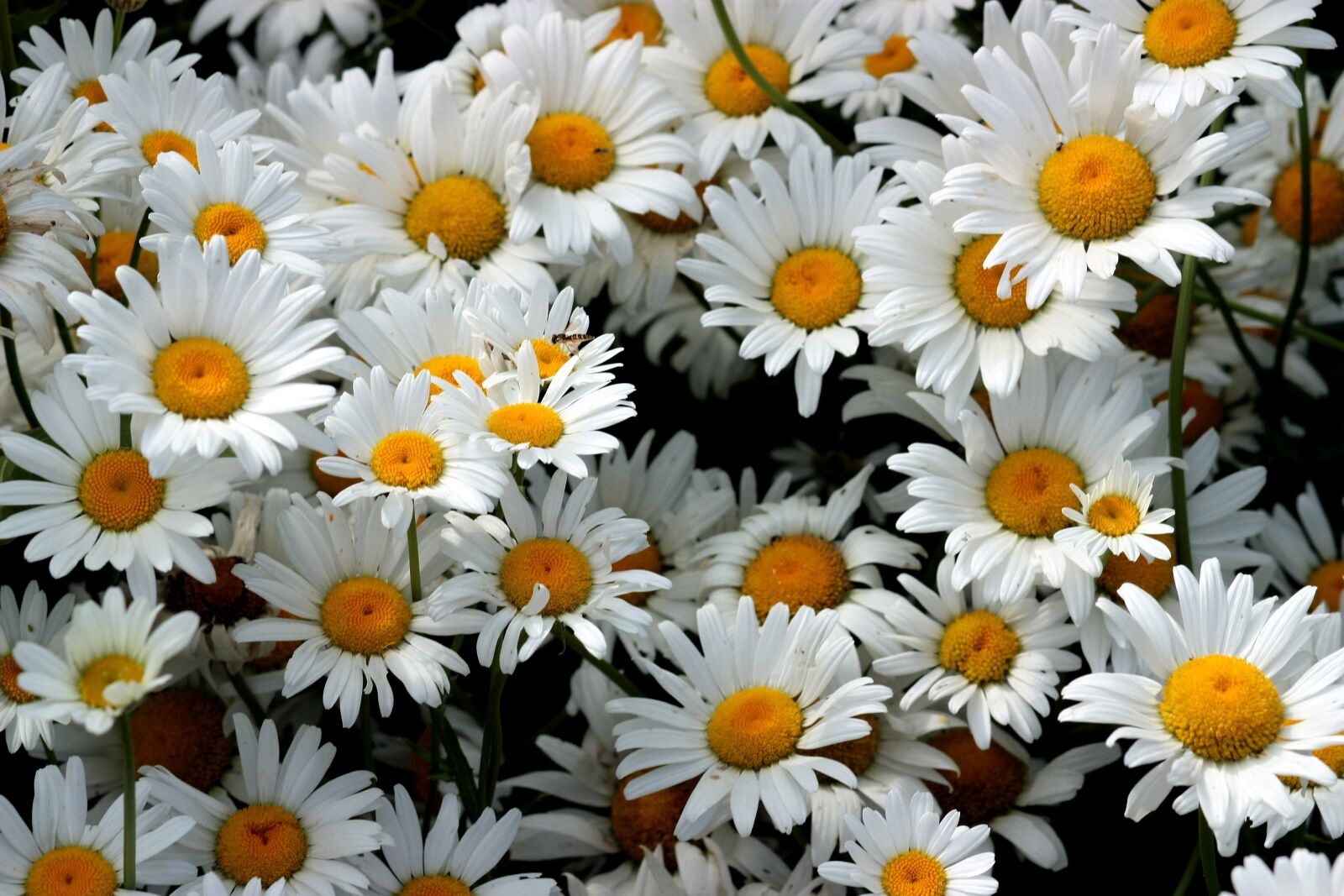 Canon EOS 450D (EOS Rebel XSi / EOS Kiss X2) sample photo. Daisies, flowers, whites photography