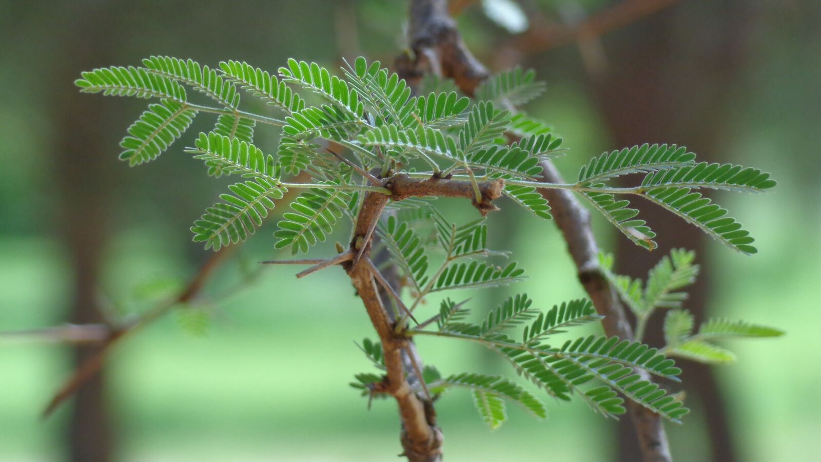 Sony Cyber-shot DSC-H90 sample photo. Nature, plant, branch photography