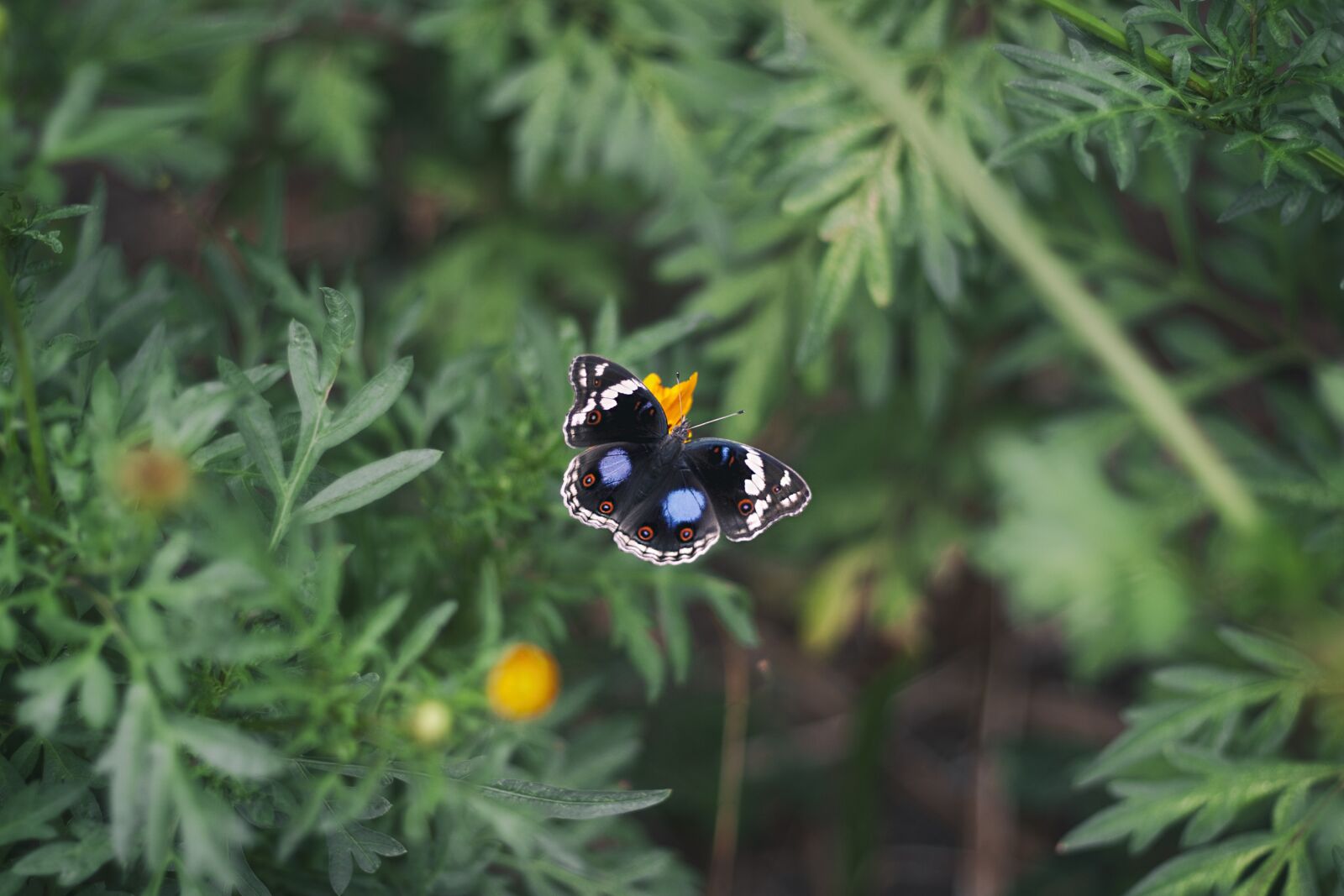 Canon EOS 10D sample photo. Butterfly, flora, flower photography