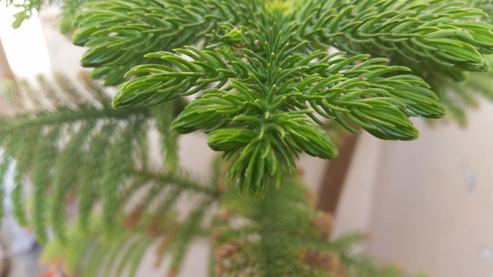 Samsung Galaxy S5 sample photo. Brand, simple tree, latest photography