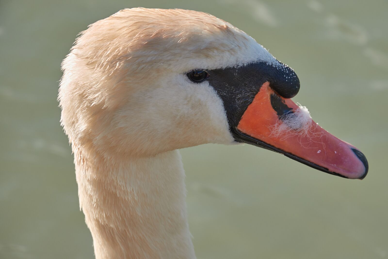 Sony Cyber-shot DSC-RX10 IV sample photo. Swan, head, water bird photography