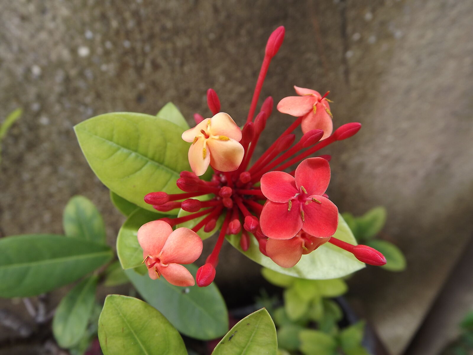 FujiFilm FinePix S4000 (FinePix S4050) sample photo