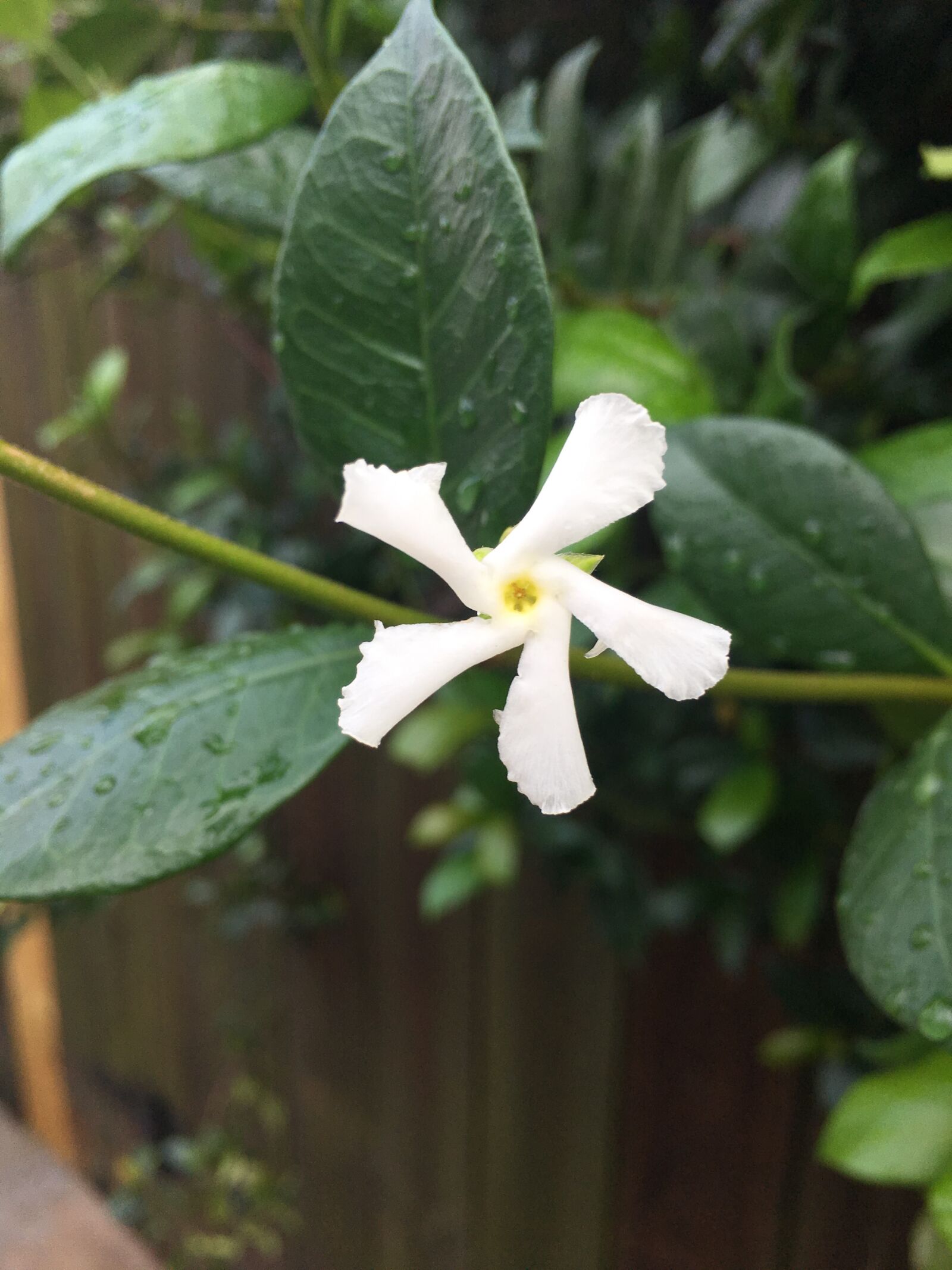 Apple iPhone 6s Plus sample photo. White, jasmine, flower photography