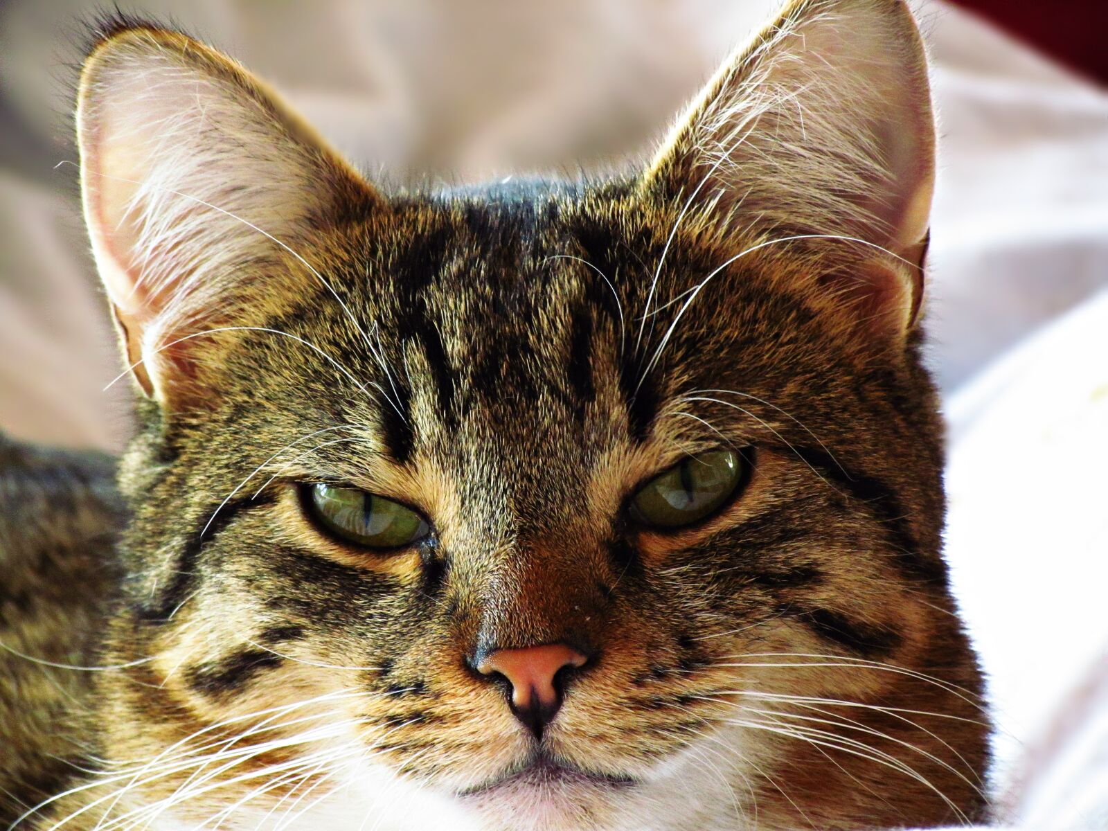 Canon PowerShot SX30 IS sample photo. Cat, tomcat, animal photography