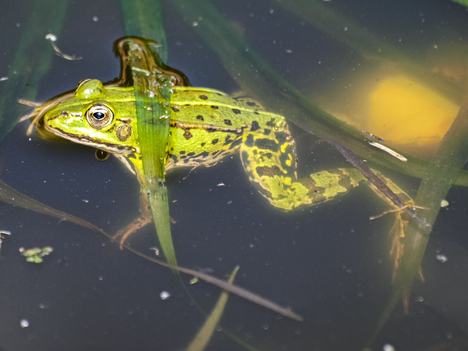 Olympus E-3 sample photo. Frog, water frog, amphibians photography