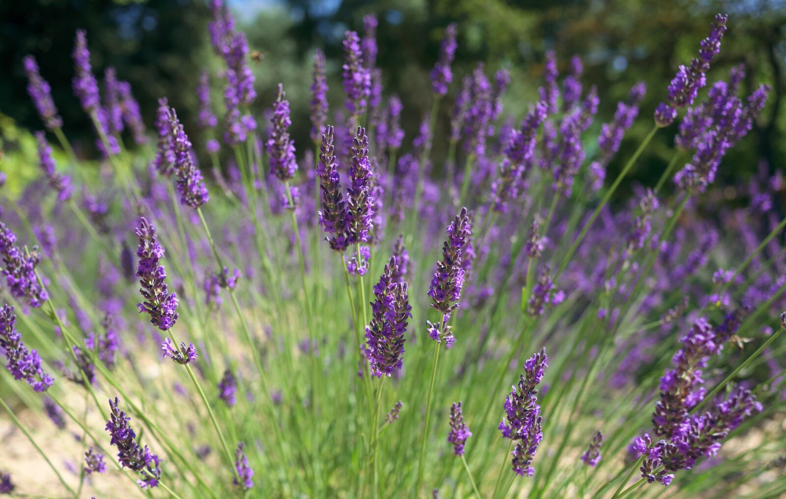 Panasonic Lumix DMC-GX7 sample photo. Nature, field, lavender photography