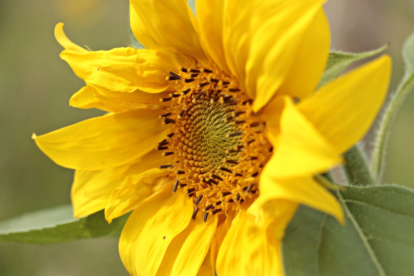 Canon EOS 100D (EOS Rebel SL1 / EOS Kiss X7) sample photo. Sunflower, helianthus, small sun photography