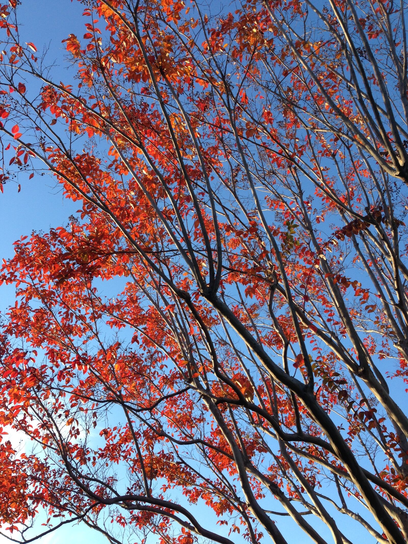 Apple iPhone 5 sample photo. Nature, autumn leaves, landscape photography