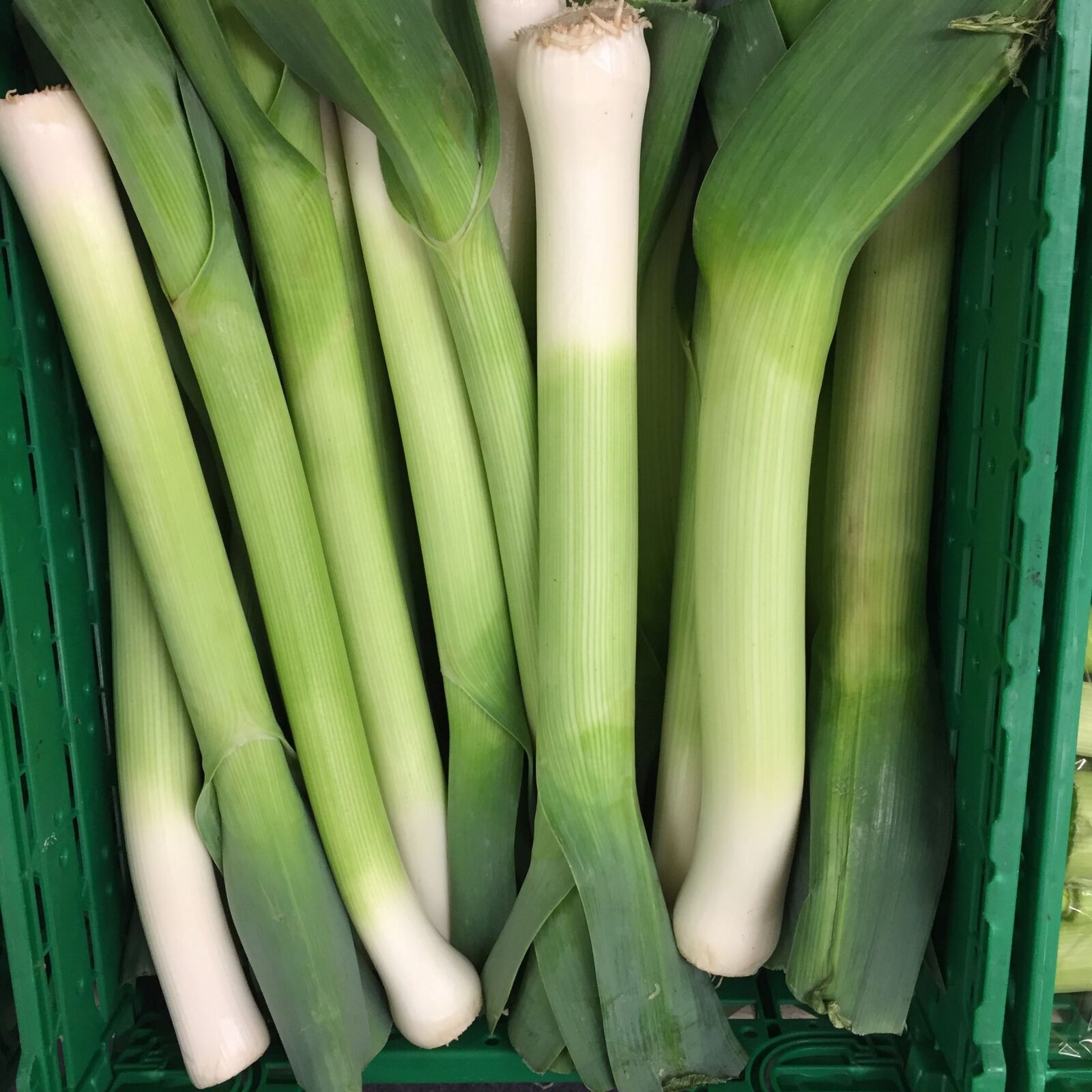 Apple iPhone 6 sample photo. Leeks photography