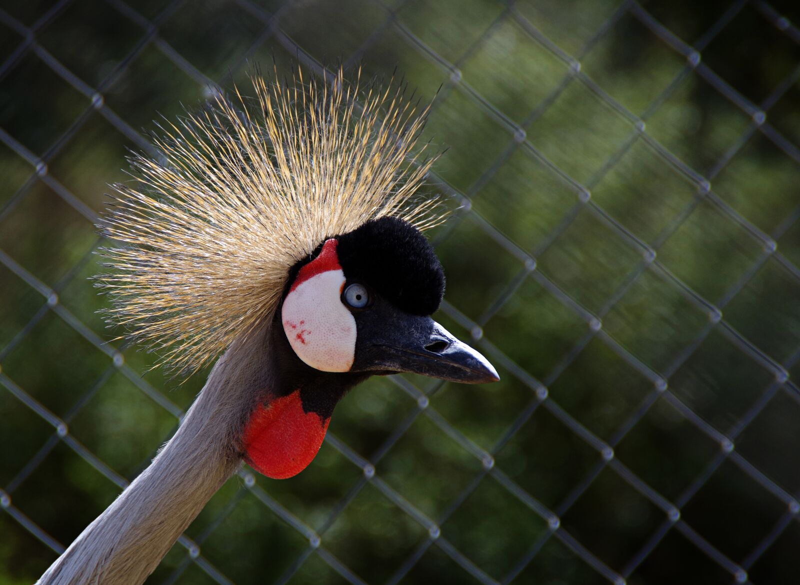 Pentax K-30 sample photo. Ave, bird, pen photography