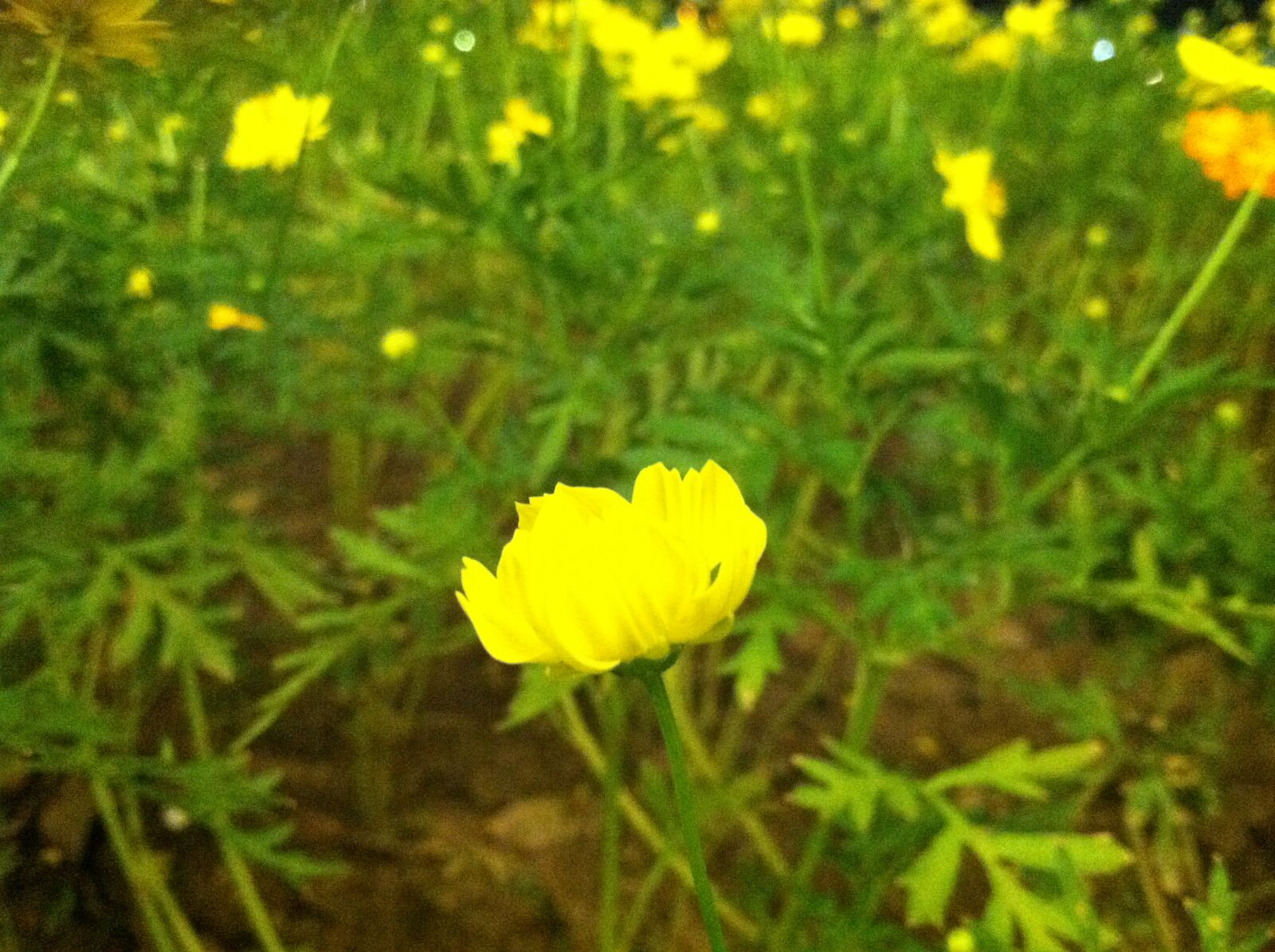 iPhone 4 back camera 3.85mm f/2.8 sample photo. Flower, flowers photography