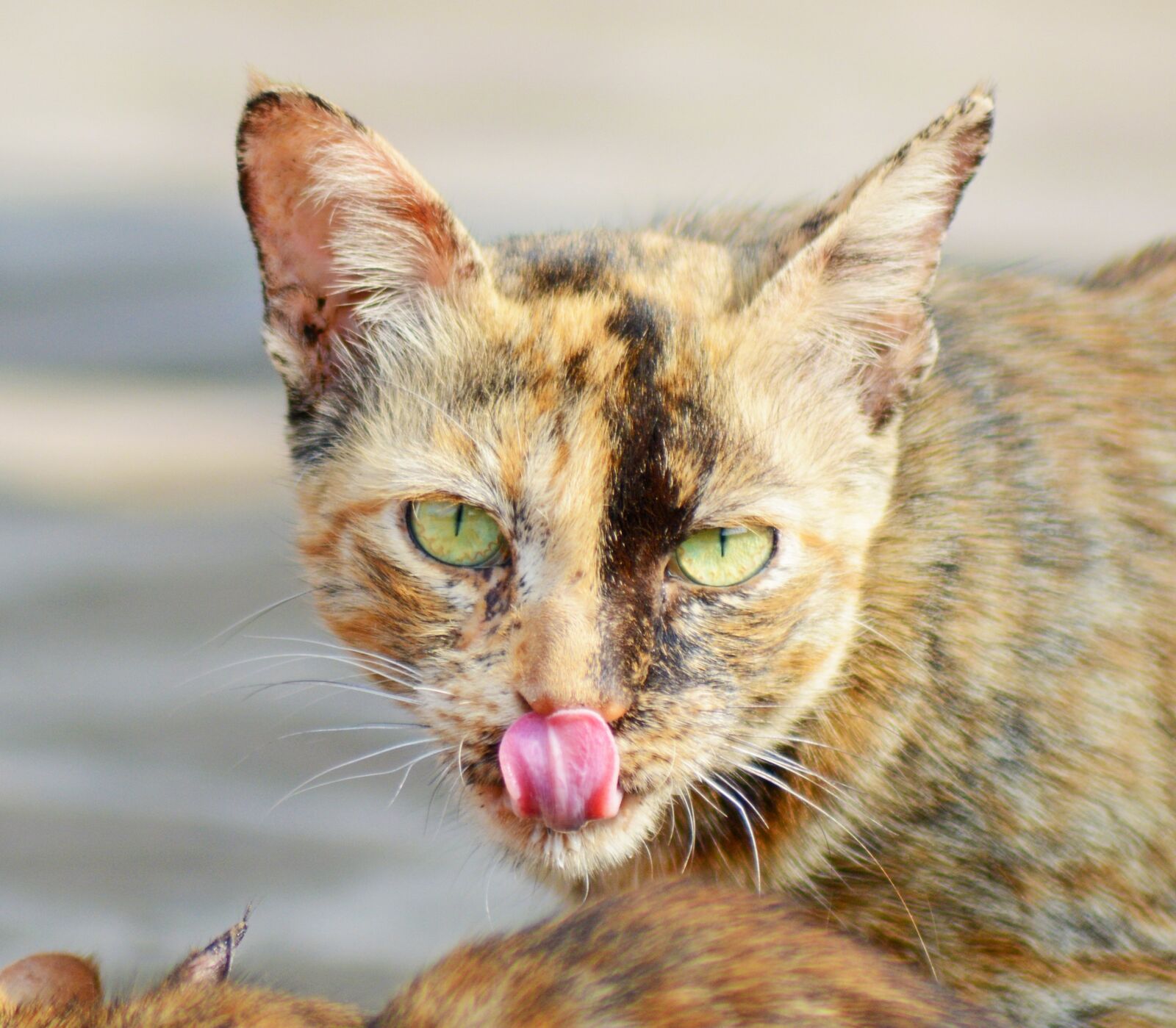 Nikon D5200 sample photo. Cat, animal, angry photography